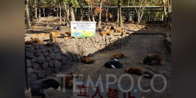 Uji Nyali dengan Berbagai Rubah di tempat pada Zao Fox Village dalam tempat Jepang: Ngeri tapi Seru