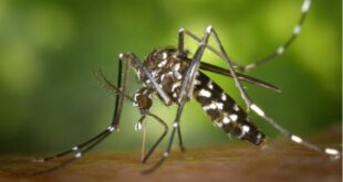 Tantangan Memberantas Dengue Makin Berat, Begini Cara Penanganannya yang digunakan Tepat