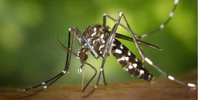 Tantangan Memberantas Dengue Makin Berat, Begini Cara Penanganannya yang digunakan Tepat