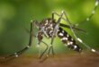 Tantangan Memberantas Dengue Makin Berat, Begini Cara Penanganannya yang tersebut yang dimaksud Tepat
