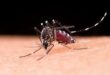 5 Fakta Menarik Nyamuk Wolbachia, Ternyata Berhasil Turunkan Kasus DBD Hingga 77 Persen