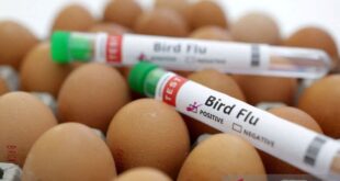 Prancis naikkan tingkat risiko flu burung menjadi “tinggi”