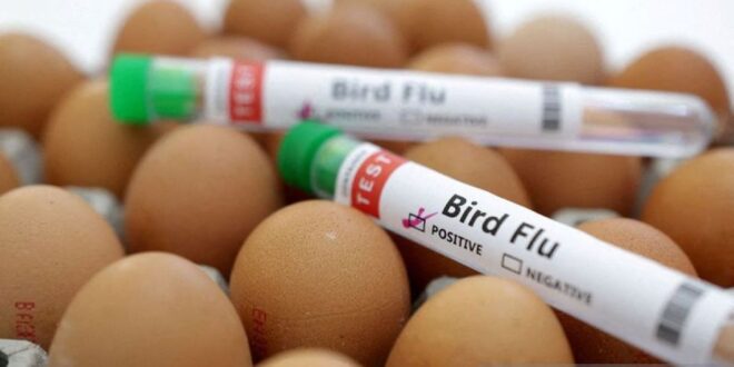 Prancis naikkan tingkat risiko flu burung menjadi “tinggi”