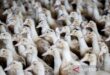 Prancis loloskan RUU lindungi petani dari keluhan kata-kata serta juga bau