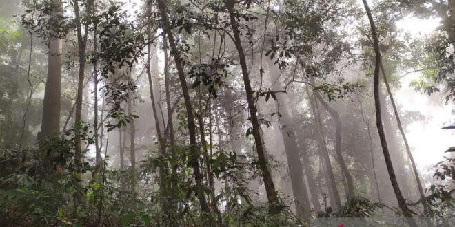 Inisiatif wakaf hutan jadi solusi pendanaan inovatif pembaharuan iklim