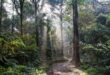 Indonesia serukan sistem pengelolaan hutan lestari diakui lebih tinggi lanjut luas