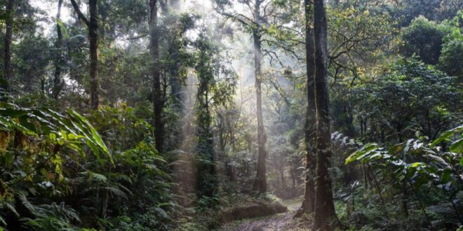 Indonesia serukan sistem pengelolaan hutan lestari diakui lebih tinggi lanjut luas